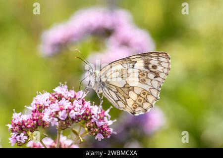 Schachbrett - Melanargia Galathea Auf Real Dost, Oregano - Origanum Vulgare Stockfoto