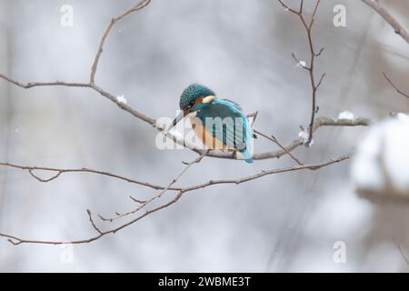 Ein eisvogel, der den Winter an einem Fluss in einem verschneiten Wald in Estland verbringt Stockfoto