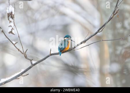 Ein eisvogel, der den Winter an einem Fluss in einem verschneiten Wald in Estland verbringt Stockfoto