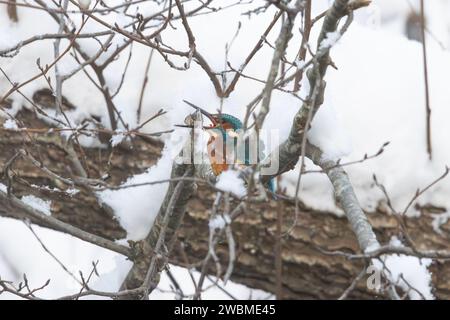 Ein eisvogel, der den Winter an einem Fluss in einem verschneiten Wald in Estland verbringt Stockfoto