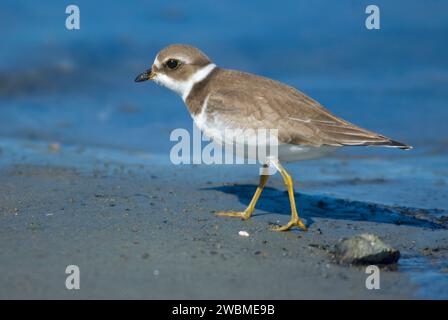 Halbpalmierter Pflug (Charadrius semipalmatus), Great Island Common, New Castle, New Hampshire Stockfoto