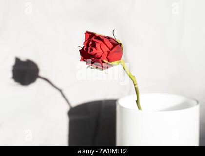 Einzelne rote Rose und Schatten Stockfoto
