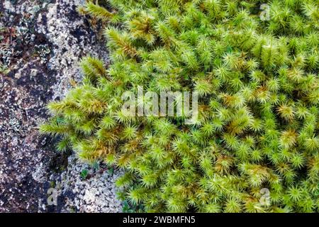 Philonotis fontana (Brunnen Apfelmoos) ist typisch für Sümpfe und Flush, besonders in Bergen. Sie ist in der nördlichen Hemisphäre weit verbreitet. Stockfoto