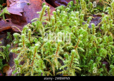 Rhytidiadelphus triquetrus (großes zotgiges Moos) ist oft die dominierende Moosart in mittelreichen Waldhabitaten in borealen Regionen. Stockfoto