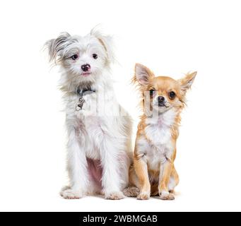 Chihuahua und Yorkie-Pom, isoliert auf weiß Stockfoto