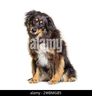 Mischhund zwischen einem Border Collie und einem deutschen Schäferhund, isoliert auf weiß Stockfoto