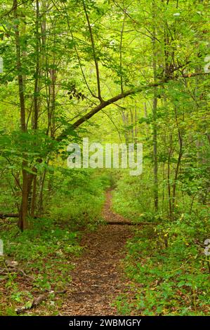 Wandern Wanderweg, Lime Rock zu bewahren, Rhode Island Stockfoto