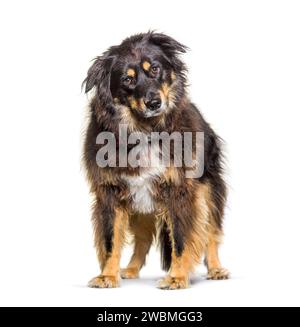 Mischhund zwischen einem Border Collie und einem deutschen Schäferhund, isoliert auf weiß Stockfoto