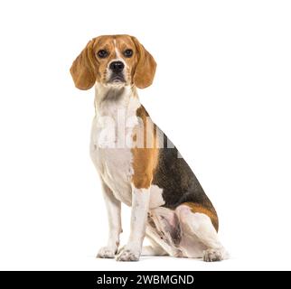 Beagle-Hund sitzt, blickt weg, vor weißem Hintergrund Stockfoto