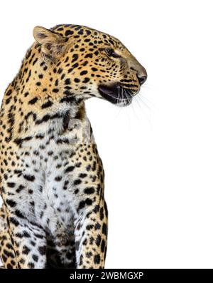 Profil-Kopfschuss eines gefleckten Leoparden, der nach rechts schaut, isoliert auf weiß Stockfoto