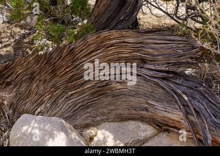 Alter verdrehter und knorriger wacholderbaum im Joshua Tree National Park Stockfoto