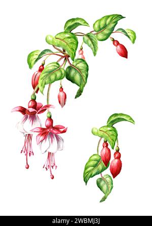 Fuchsia Blumenzweig-Set. Handgezeichnete Aquarellillustration isoliert auf weißem Hintergrund Stockfoto