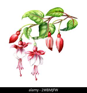 Fuchsia-Blütenzweig mit rosa Blüten, Knospen und Blättern. Handgezeichnete Aquarellillustration isoliert auf weißem Hintergrund Stockfoto