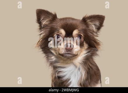 Kopfaufnahme eines braunen Chihuahua vor farbigem Hintergrund Stockfoto