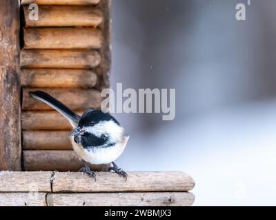 Schwarzkappen-Chickadee, die auf einem Vogelfutterhäuschen mit einem Sonnenblumenkorn im Schnabel sitzt Stockfoto