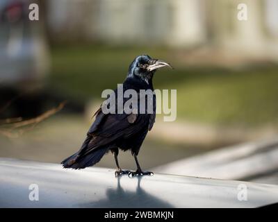 Krähe (Corvus) blickt auf die Kamera. Schwarzer Wildvogel mit langem Schnabel. Er suchte nach Nahrung im Boden. Nahaufnahme des dunklen Tieres in einer Stadt. Stockfoto