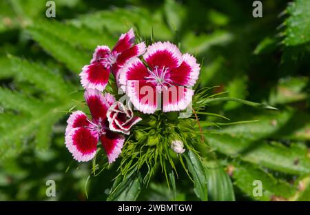 Dianthus barbatus Sweet William BI Colour oder Color Plant in Flower Stockfoto