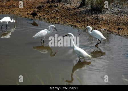 RAUMFAHRTZENTRUM KENNEDY, FLA. Schneebedeckte Reiher machen sich in einem Sumpfgebiet des Merritt Island National Wildlife Refuge auf Fütterungswahn. Der schneebedeckte Reiher reicht von Nordkalifornien über Oklahoma und Maine bis hin zu Südamerika und überwintert nördlich bis nach Kalifornien und South Carolina. Im Osten sind sie vor allem als Salzmarschvögel bekannt. Einst eine bedrohte Art, hat ihre Zahl zugenommen. Das Refugium wurde 1963 auf dem Land und Wasser des Kennedy Space Centers errichtet, das von der NASA nicht für das Raumfahrtprogramm genutzt wurde. Die Sümpfe und das offene Wasser der Schutzhütte sind Überwinterungsgebiete für 23 Arten von Wanderwat Stockfoto