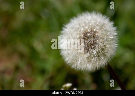 Flauschiger weißer Löwenzahn - auf grünem Grashintergrund, Nahaufnahme Stockfoto