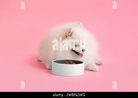 Porträt eines süßen, flauschigen pommerschen Welpen. Spitz Dog liegt in der Nähe einer Schüssel mit Futter auf rosa Hintergrund mit einem Platz für einen Test. Stockfoto