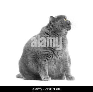 Eine fette graue britische Katze mit großen gelben Augen sitzt auf weißem Hintergrund. Adipositas der schottischen Katze. Stockfoto