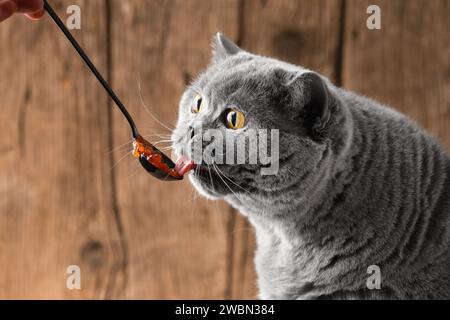 Eine graue britische Katze isst gerne roten Lachskaviar von einem schwarzen Löffel auf hölzernem Hintergrund. Tierfutter. Die Katze isst Meeresfrüchte. Stockfoto