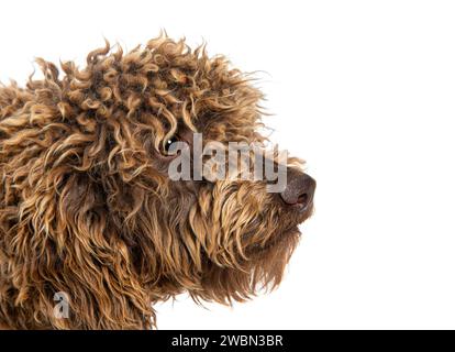 Kopfschuss eines Lagotto Romagnolo Hundes, isoliert auf weiß Stockfoto