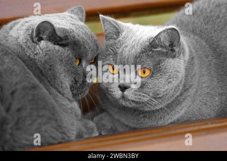 Britische und schottische reinrassige Katzen liegen nebeneinander auf einer Bank im Park. Fette Katzen ruhen sich im Park aus. Stockfoto