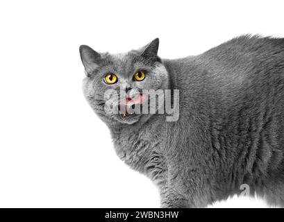 Fette graue britische Katze leckt nach dem Essen, isoliert auf weiß, Kopierraum. Fettleibigkeit, Diät, Gewichtsverlust einer schottischen Katze, Werbung für Übergewicht Stockfoto