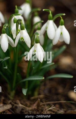 Strauß weißer Schneeglöckchen auf einer Waldwiese Stockfoto