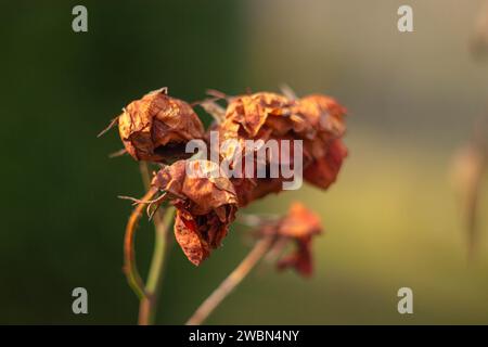 Trockene Rosen blüht am Sonnenuntergang am frühen Frühling Stockfoto