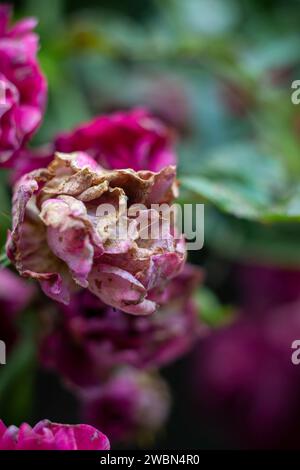 Ein kleines Insekt, das sich in einer Rosenblume versteckt Stockfoto