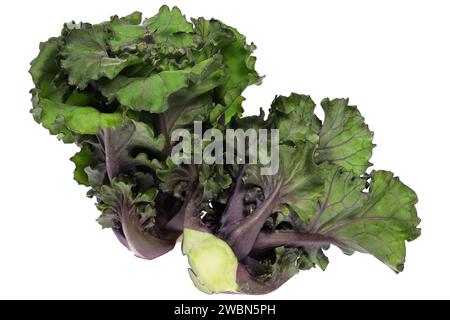 Blütensprossen isoliert auf weißem Hintergrund Stockfoto