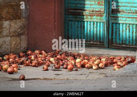 Ein Haufen Zwiebeln wird auf dem Boden zum Trocknen verteilt. Stockfoto