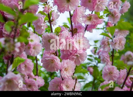 Hintergrund der rosa Kirschblüte. Schöne, weiche rosa Blüten von dreilappigen Mandeln. Stockfoto