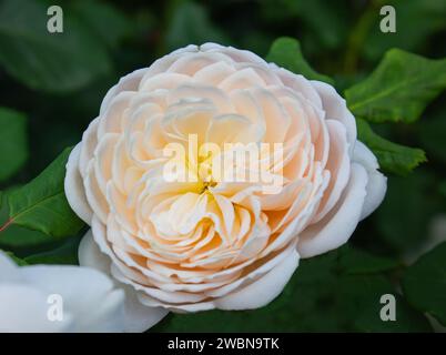 Englische Rose Abraham Darby im botanischen Garten mit grünen Blättern Hintergrund. Natürlicher Hintergrund. Stockfoto