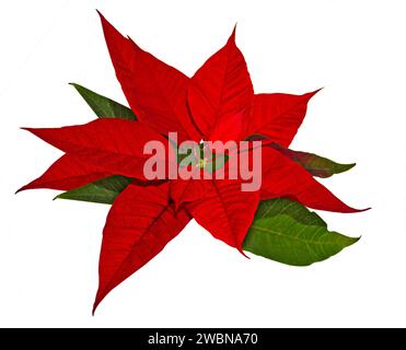 Rote Weihnachtsbaumblume isoliert auf weißem Hintergrund. Die Weihnachtsstern roten Blumen (Euphorbia pulcherrima), die Weihnachtsblume, nahe u Stockfoto