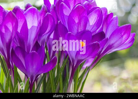 Frühlingskrokusblüten. Wunderschöner Frühlingshintergrund mit Nahaufnahme einer Gruppe blühender lila Krokusblüten auf einer Wiese. Frühlingswildblumen Stockfoto