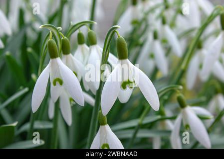 Nahaufnahme von frischen Schneetropfen (Galanthus nivalis), die im Frühjahr blühen. Wild Flowers Field. Frühjahrskonzept. Stockfoto