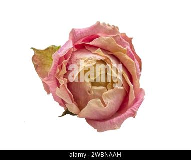 Getrockneter rosa Rosenblütenkopf isoliert auf weißem Hintergrund. Einzelne trockene Rose isoliert auf weißem Hintergrund. Objekt mit Begrenzungsmaske. Stockfoto