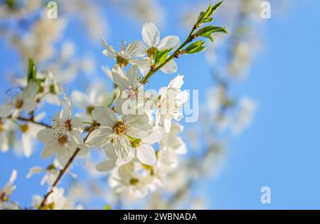 Selektiver Fokus der Zweige weiße Kirschblüten auf dem Baum unter blauem Himmel und Sonne. Wunderschöne Sakura-Blumen während der Frühlingssaison. Stockfoto
