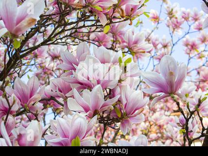 Magnolienblüte im Frühling. Zarte rosa Blüten im Sonnenlicht. Warmes Aprilwetter im Hintergrund. Stockfoto