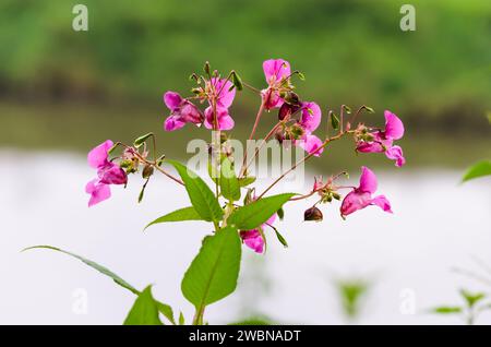 Nahaufnahme eines blühenden Balsams oder indischen Balsams, roter Balsam (ineImpatiens glandulifera) vor einem verschwommenen, grünen Hintergrund im Wesertal Stockfoto