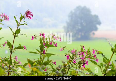 Nahaufnahme eines blühenden Balsams oder indischen Balsams, roter Balsam (ineImpatiens glandulifera) vor einem verschwommenen Hintergrund im Wesertal Stockfoto