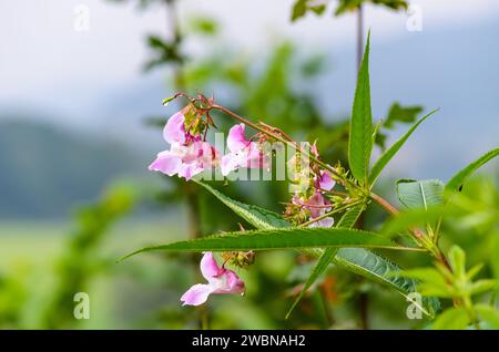 Nahaufnahme eines blühenden Balsams oder indischen Balsams, roter Balsam (ineImpatiens glandulifera) vor einem verschwommenen Hintergrund im Wesertal Stockfoto