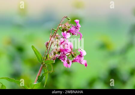 Nahaufnahme eines blühenden Balsams oder Indischen Balsams (ineImpatiens glandulifera) vor einem verschwommenen, grünen Hintergrund im Wesertal Stockfoto