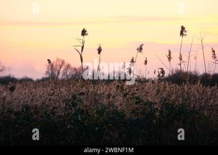 Ein atemberaubender Sonnenuntergang wirft ein warmes goldenes Licht über eine riesige Fläche von hohem Gras und schafft eine ruhige und malerische Szene Stockfoto