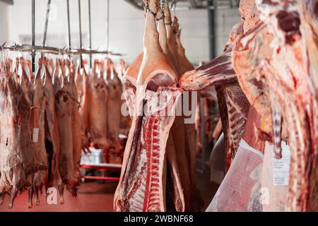 Reihen von Schweineschlachtkörpern, die an Haken hängen, in der Lagerung des Metzgerlagers Stockfoto