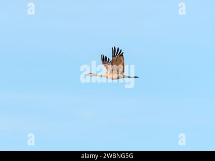 Sandhügelkran ruft während des Fluges in der Nähe von Kearny, Nebraska Stockfoto