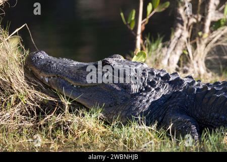 CAPE CANAVERAL, Fla. – Ein Alligator im Sumpfgebiet am Blackpoint Wildlife Drive im Merritt Island National Wildlife Refuge, nordwestlich des Kennedy Space Center der NASA in Florida. Das Kennedy Space Center grenzt an das Merritt Island National Wildlife Refuge. Das Refuge umfasst 92.000 Hektar, die ein Lebensraum für mehr als 331 Vogelarten, 31 Säugetiere, 117 Fische und 65 Amphibien und Reptilien sind. Die Sümpfe und das offene Wasser der Schutzhütte bieten Überwinterungsgebiete für 23 Arten von Zugvögeln sowie ein ganzjähriges Zuhause für große Blaureiher, Reiher und Holzstörche Stockfoto